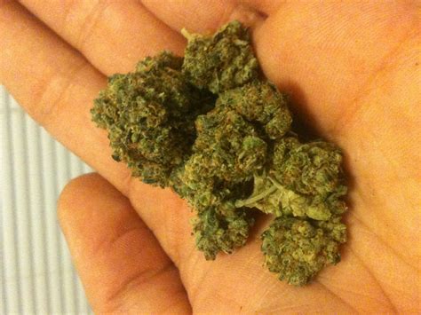 gucci weed strain|gucci fruit strain.